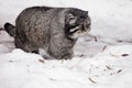 Large wild cat with a displeased face goes on the snow