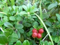 Large wild cranberries Royalty Free Stock Photo