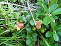 Large wild cranberries Royalty Free Stock Photo