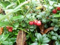Large wild cranberries Royalty Free Stock Photo
