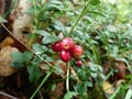 Large wild cranberries Royalty Free Stock Photo