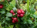 Large wild cranberries Royalty Free Stock Photo