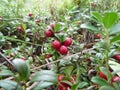 Large wild cranberries Royalty Free Stock Photo