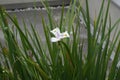 Large wild iris or African iris, in Latin calles dietes grandiflora in bloom. Royalty Free Stock Photo