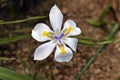 Large wild iris flower on garden in Petropolis Royalty Free Stock Photo