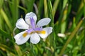 Large Wild iris (Fairy Iris) Royalty Free Stock Photo