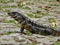 Large wild lizard known as TeiÃÂº-gigande or marau lizard.