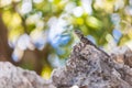A large wild lizard on a rock Royalty Free Stock Photo
