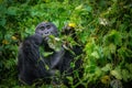 A large wild, male silverback mountain gorilla eating in a forest.