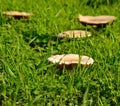 Large wild mushrooms among grasses Royalty Free Stock Photo