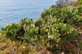 Large Wild Prickly Pear Colony