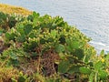 Large Wild Prickly Pear Colony Royalty Free Stock Photo