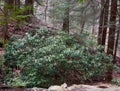 A large wild rhododendron bush in a Laurel highlands forest.