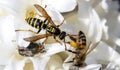 Large wild wasp on a single flower with a bee and tropinota hirta