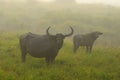 A large wild wild water buffalo standing wiyh baby amongst grassland in early morning fog Royalty Free Stock Photo