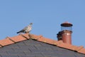 Sunny wood pigeon perched on the mossy peak of a tiled roof, higher Royalty Free Stock Photo