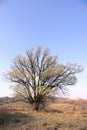 Early spring in loess plateau Royalty Free Stock Photo