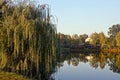 A deciduous tree on the shore of a lake on a sunny day Royalty Free Stock Photo