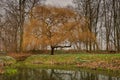 A large willow stands by a small pond. The autumn colors make the tree shine golden yellow