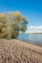 Large willow tree at the bank of a wide Dutch river in autumnal sunlight Royalty Free Stock Photo