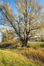 Large willow tree on the banks of a narrow river