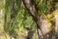 Large willow tree growing in the middle of a park