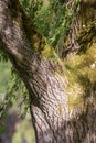 Large willow tree growing in the middle of a park