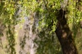 Large willow tree growing in the middle of a park