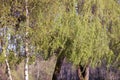 Large willow tree growing in the middle of a park