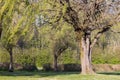 Large willow tree growing in the middle of a park