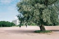 Large willow tree in a public city park.