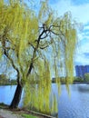 A large willow tree stands by the lake. Green young willow branches near the water. Royalty Free Stock Photo