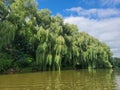 Large Willow Trees in New Hamburg, Ontario Royalty Free Stock Photo