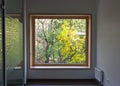 View of the yellow green trees through a large window Royalty Free Stock Photo