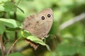Large Wood Nymph Butterfly Royalty Free Stock Photo