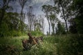 Large wood piece in a green meadow surrounded by tall trees under a blue sky with clouds Royalty Free Stock Photo