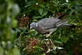 A Large Wood Pigeon In A Fruit Free