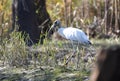 Large Wood Stork along The Sill in the Okefenokee Swamp National Wildlife Refuge, Georgia, USA