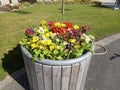 A Large Wooden Planter at Bournemouth University with a Range of Primrose Primula vulgaris Royalty Free Stock Photo