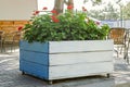 Large wooden pot with Red geranium flower. Red geranium flowers in the wooden pot on the street Royalty Free Stock Photo