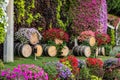 Large wooden wine barrels with flowers planted in them in the decorative botanical Dubai Miracle Garden in Dubai city, United Arab