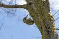 A widespread species of Large Green Woodpecker