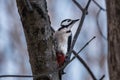 Large woodpecker