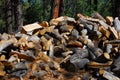 The Large Woodpile