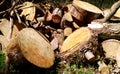 Large Woodpile For Forestry Industry. Big pine and Spruce wood stacked logs laying Royalty Free Stock Photo