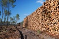 Large woodstack and thin forest