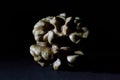 Large Wrinkled Edible Seed of a Walnut on Black Background