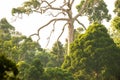 Large Yang tree in the evergreen forest, fantastic branches of the ancient tree, Hornbill nest in the hollow of tree trunk, rainy Royalty Free Stock Photo