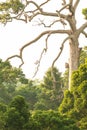 Large Yang tree in the evergreen forest, fantastic branches of the ancient tree, Hornbill nest in the hollow of tree trunk, rainy Royalty Free Stock Photo