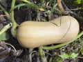 A large yellow Bottle Gourd Royalty Free Stock Photo
